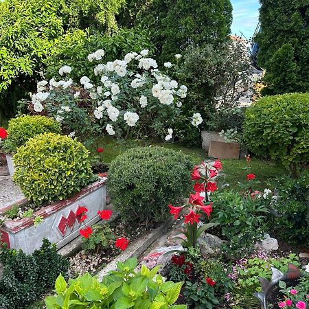 Green Oasis Kotor Ngoại thất bức ảnh