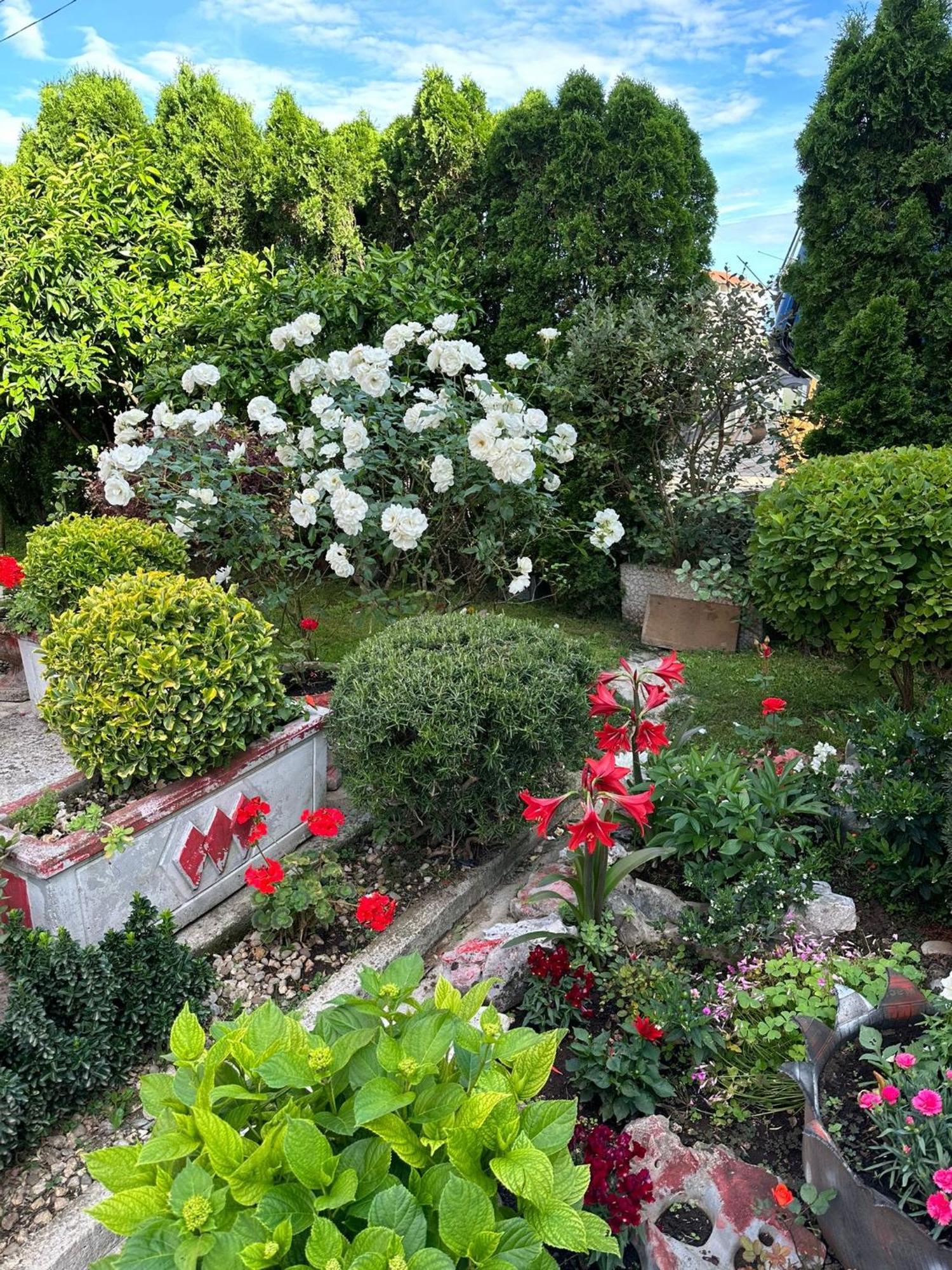 Green Oasis Kotor Ngoại thất bức ảnh
