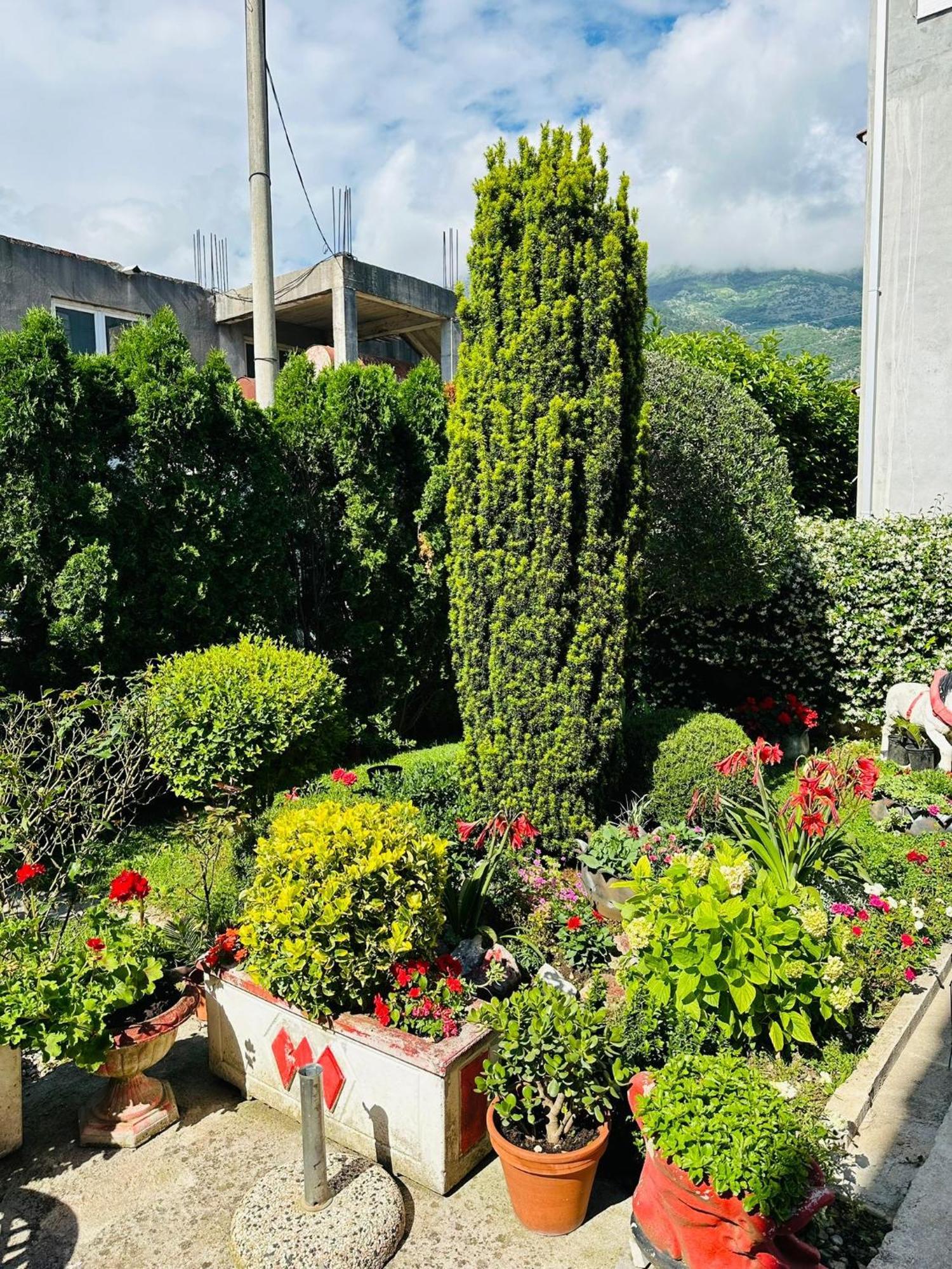 Green Oasis Apartment Kotor Ngoại thất bức ảnh